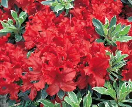 Rhododendron obtusum Hot Shot Variegated Рододендрон тупий Hot Shot Variegated