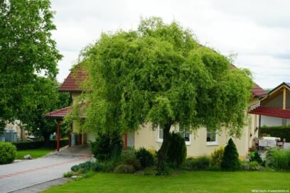 Верба Matsudana