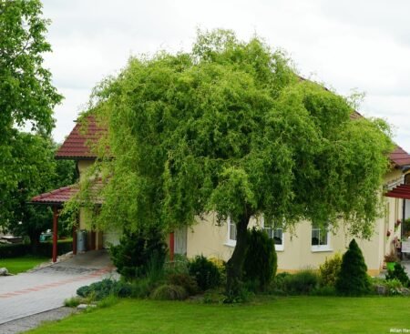 Salix matsudana3 Верба Matsudana