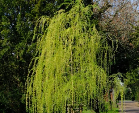 Salix viminalis3 Верба прутовидна