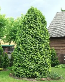 Туя західна Wareana Lutescens