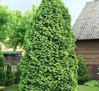 Туя західна Wareana Lutescens