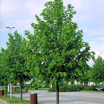 Tilia × europaea4