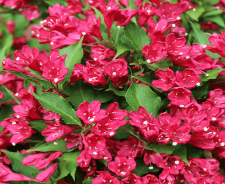 Вейгела квiтуча All Summer Red