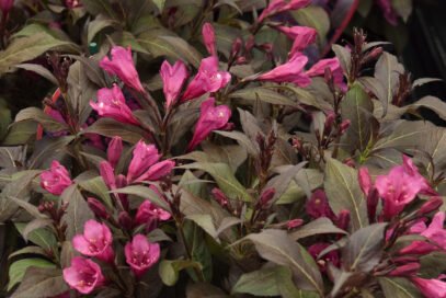 Вейгела квiтуча Nana Purpurea