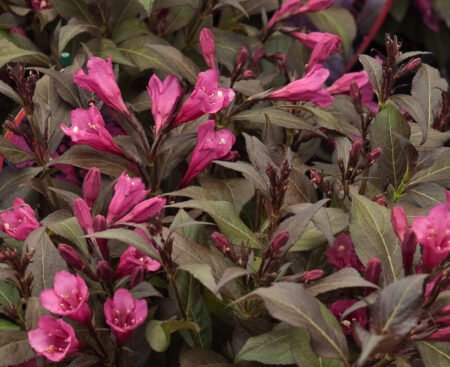Вейгела квiтуча Nana Purpurea
