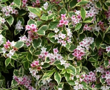 Вейгела квiтуча Nana Variegata