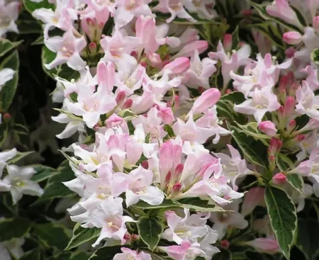 Вейгела квiтуча Splendid