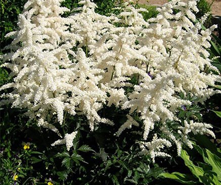 astilbe_avalanche1 Астільба гібрідна Avalanche