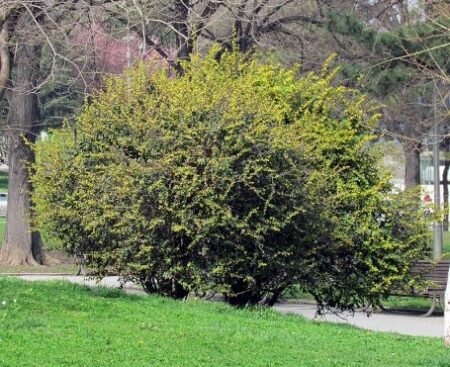 Барбарис середнiй Park Jewel