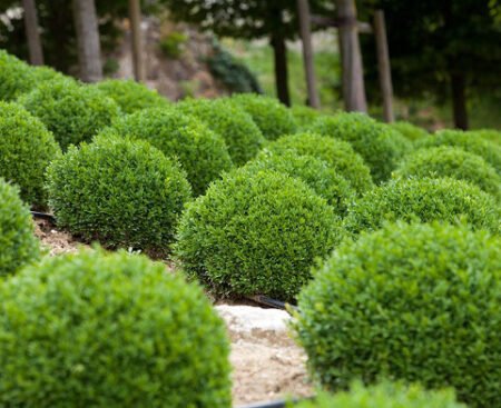 buxus_sempervivens2 Самшит вічнозелений