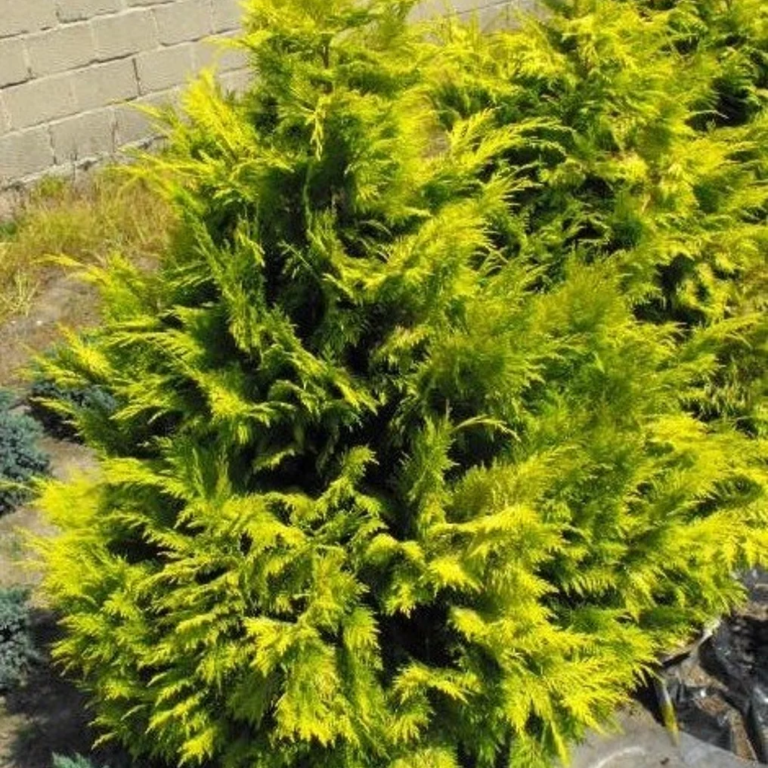 coniferenhaag-chamaecyparis-lawsoniana-golden-wonder