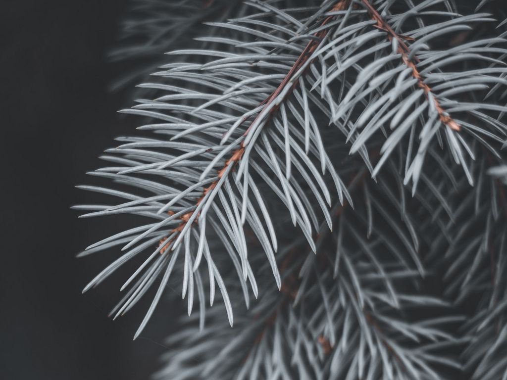 Хвойні