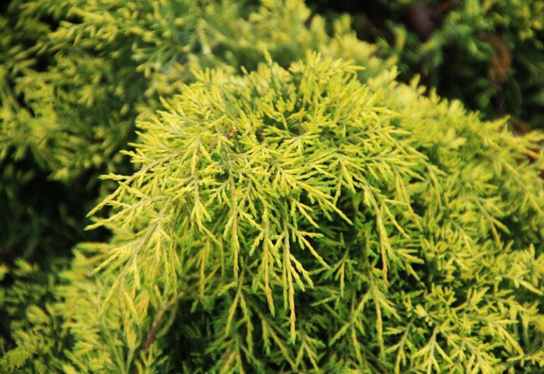 gold-coast-juniper-foliage голд коаст
