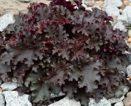 heuchera-black-beauty Гейхера дрібноквіткова Black Beauty