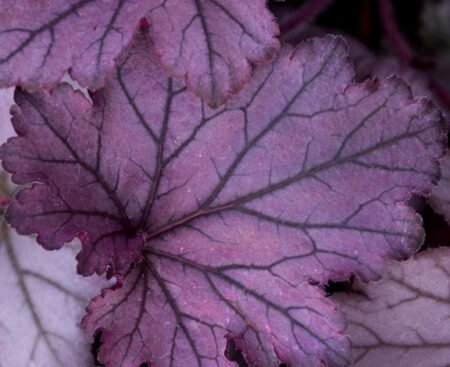 heuchera-cultorum-forever-purple-02_origin_img Гейхера культурна Forever Purple