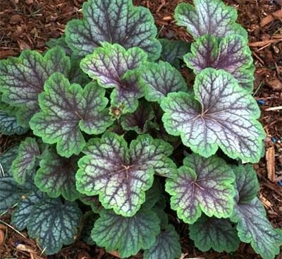 heuchera-green-spice-1 Гейхера гібридна Green Spice
