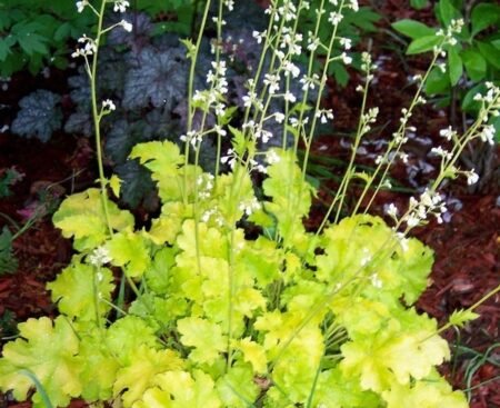 heuchera-lime-rickey-3 Гейхера гібридна Lime Rickey