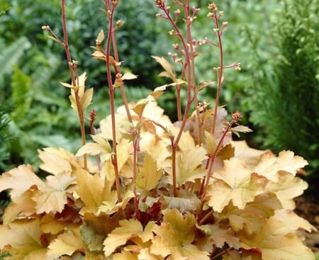 heuchera-x-hybrida-‘amber-waves’-1 Гейхера дрібноквіткова Amber Waves