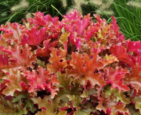 heuchera_marmalade_1b Гейхера дрібноквіткова Marmalade