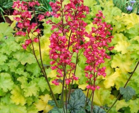 heuchera_paris-1 Гейхера криваво-червона Paris