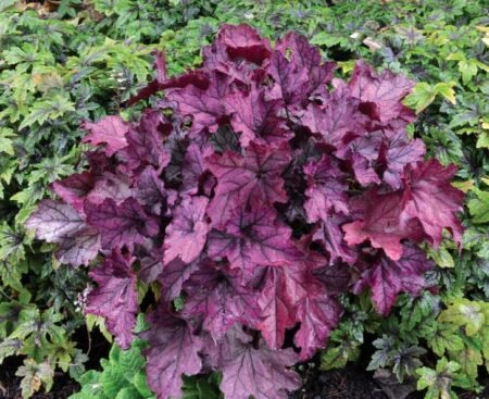 heuchera_spellbound_4b Гейхера гібридна Spellbound