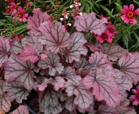 heuchera_sugar_berry_1b Гейхера гібридна Sugar Berry