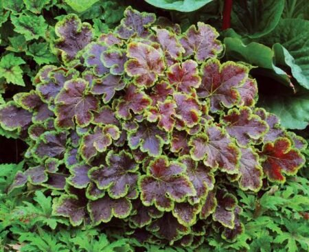 heucherella_solar_eclipse_1b Гейхерелла біла Solar Eclipse