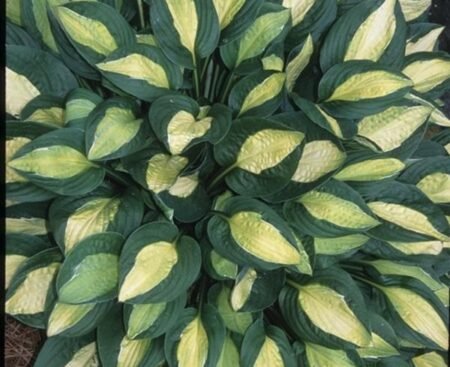 hosta-gypsy-rosei-4194s-26573r-1_1024x1024 Хоста гібридна Gypsy Rose