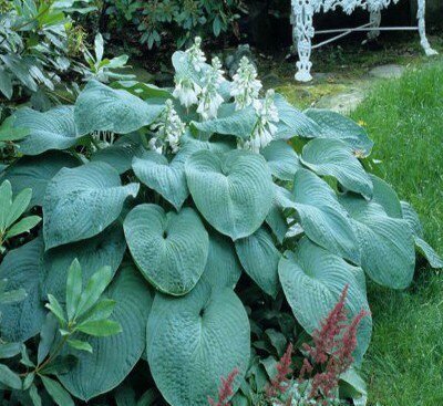 hosta_sieb_elegans Хоста Зiбольда Elegans