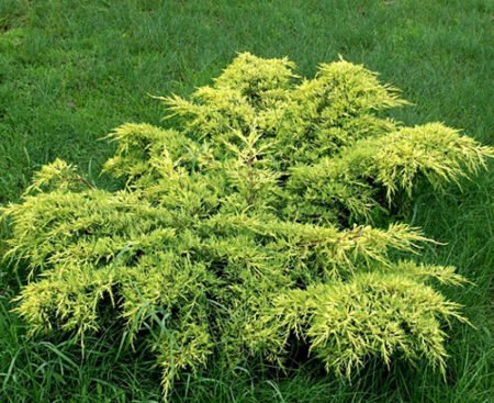 juniperus_gold_coast голд коаст Ялівець середній Gold Coast