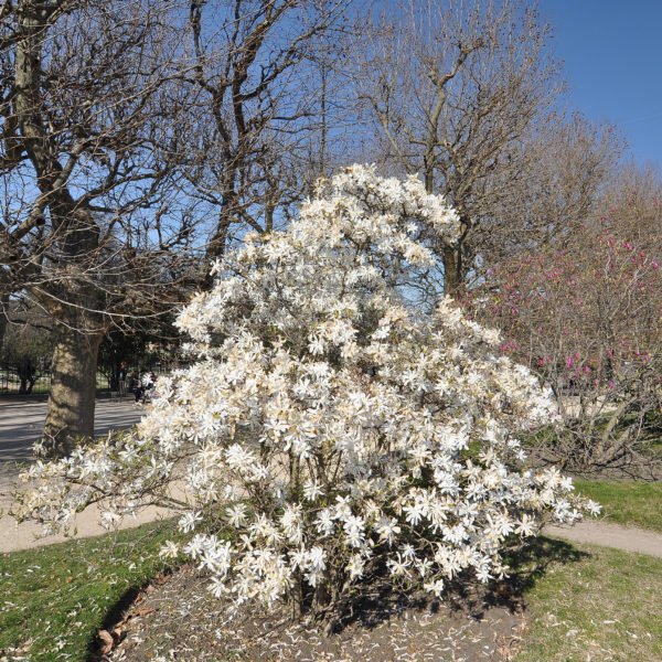 magnoli-stellata5