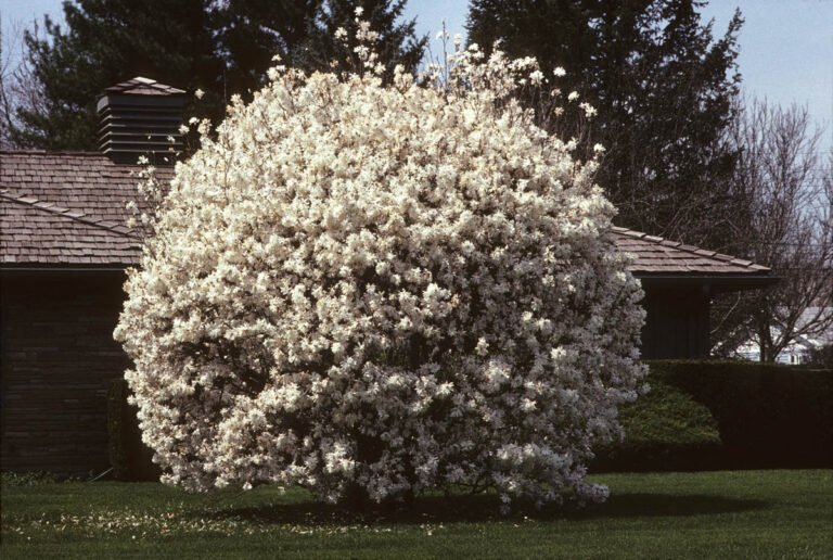 magnoli-stellata8
