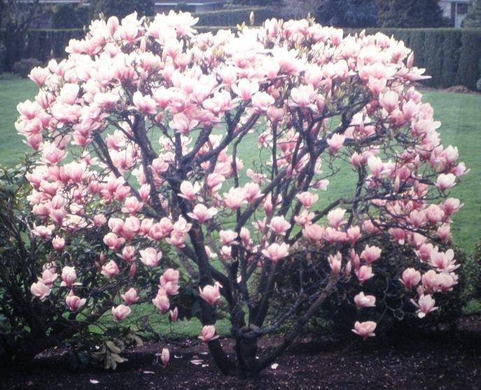 magnolia-x-soulangeanaalexandria12