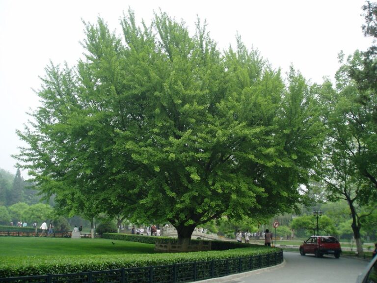 most-popular-20-ginkgo-biloba-tree-on-the-park-garden-so-beautiful-big-trees