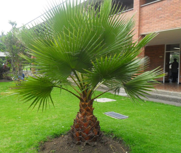 original пальма