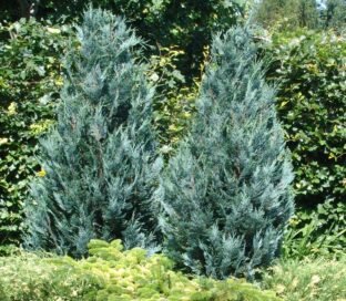 Кипарисовик Лавсона Van Pelt’s Blue