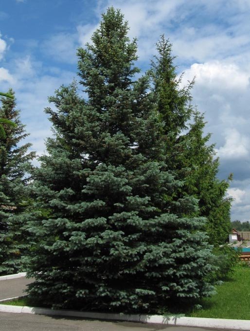 picea_pungens_glauca ель глаука