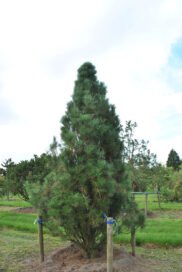 Сосна чорна Pyramidalis (колоновидна)
