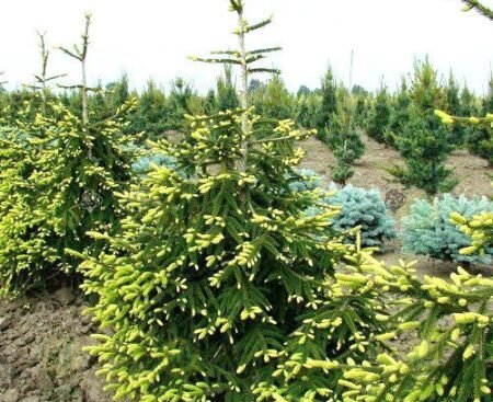 pol_pm_Swierk-kaukaski-Aureospicata-Picea-orientalis-10882_2.jpg Ялина східна Aureospicata