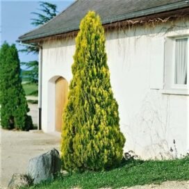 Туя західна Pyramidalis Aurea