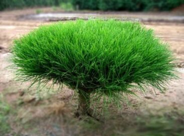 Сосна густоквiткова Umbraculifera