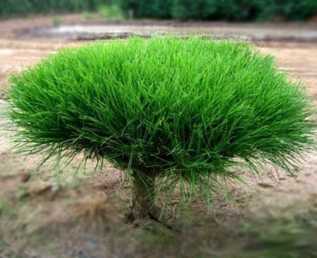 Сосна густоквiткова Umbraculifera