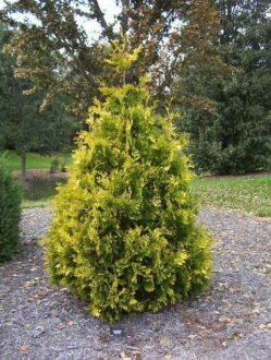 Туя західна Aureospicata