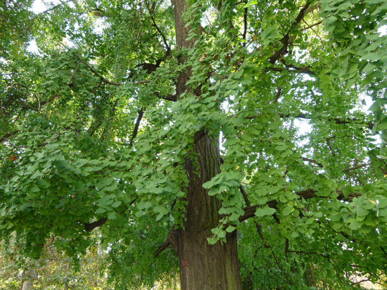 tree_gingko_biloba