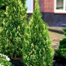Туя західна Smaragd Variegata