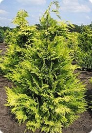 Кипарисовик Лавсона Kelleriis Gold