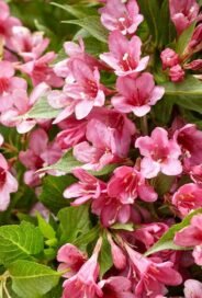 Вейгела квiтуча Rosea