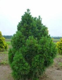 Сосна звичайна Globosa Viridis