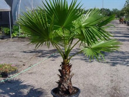Пальма Washingtonia